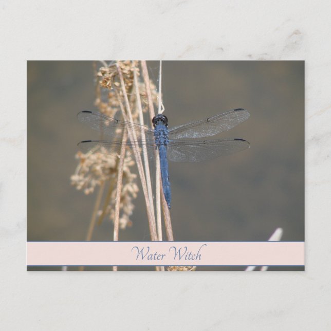 Vintage Blue Dragonfly Custom Botanical Note Postcard (Front)