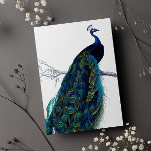 Vintage Blue Elegant Colourful Peacock