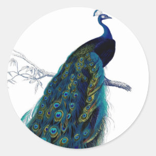 Vintage Blue Elegant Colourful Peacock Classic Round Sticker