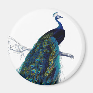 Vintage Blue Elegant Colourful Peacock Magnet