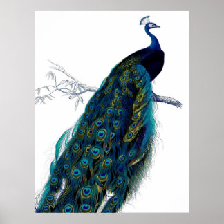 Vintage Blue Elegant Colourful Peacock Poster