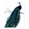 Vintage Blue Elegant Colourful Peacock