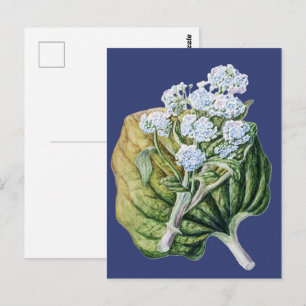 Vintage Blue Forget-me-not Botanical Floral Art Postcard