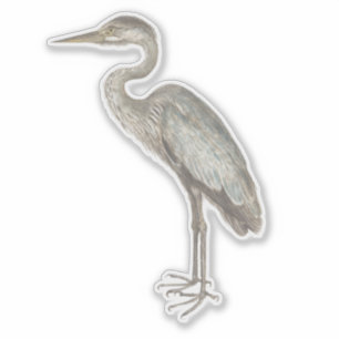 Vintage Blue Heron bird illustration