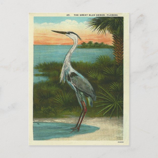 Vintage Blue Heron Florida Postcard (Front)