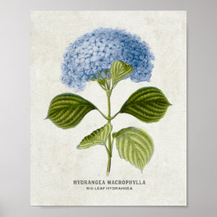 Vintage Blue Hydrangea Botanical Poster
