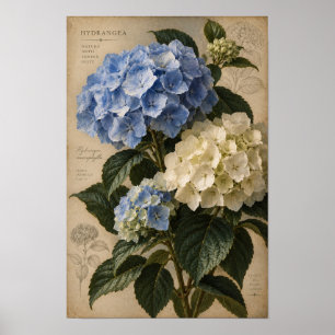 Vintage Blue Hydrangea Botanical Wall Art