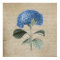 Vintage Blue Hydrangea on Old Parchment