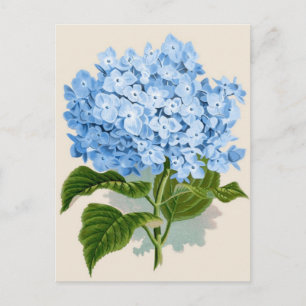 Vintage Blue Hydrangea Postcard