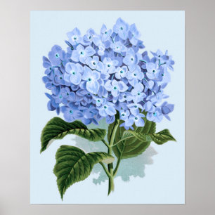 Vintage Blue Hydrangea Poster