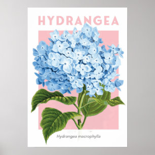 Vintage Blue Hydrangea Poster