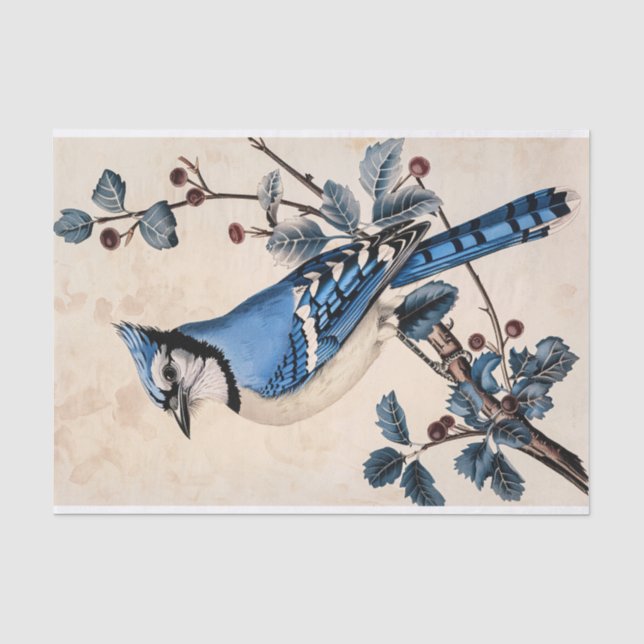 Vintage Blue Jay Illustration Decoupage Tissue Paper (Front)