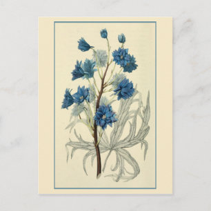 Vintage Blue Larkspur Flower Postcard