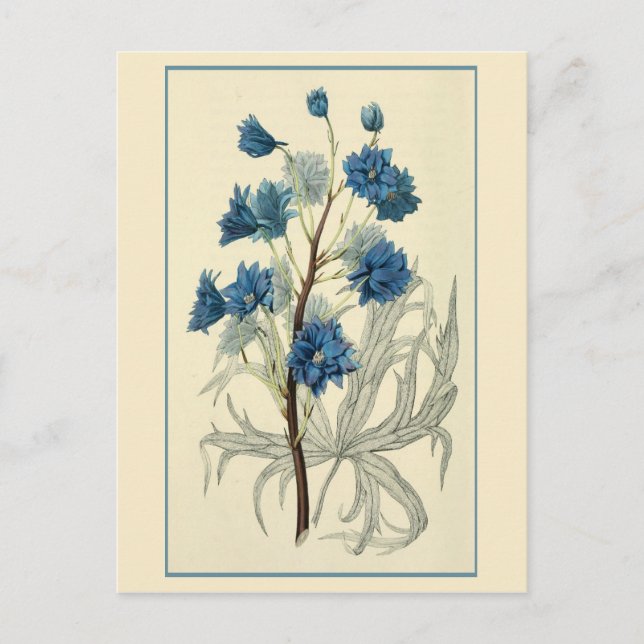 Vintage Blue Larkspur Flower Postcard (Front)