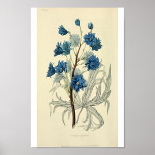 Vintage Blue Larkspur Flower Poster