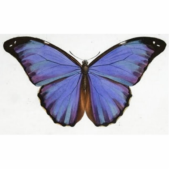 Vintage Blue Purple Butterfly Photo Sculpture Magnet (Front)