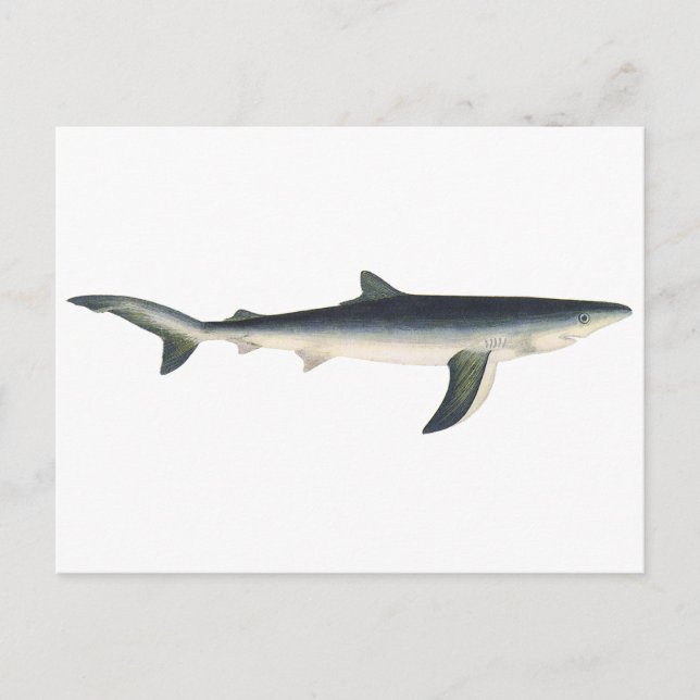 Vintage Blue Shark, Aquatic Ocean Marine Life Postcard (Front)