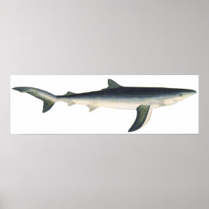 Vintage Blue Shark, Aquatic Ocean Marine Life Poster