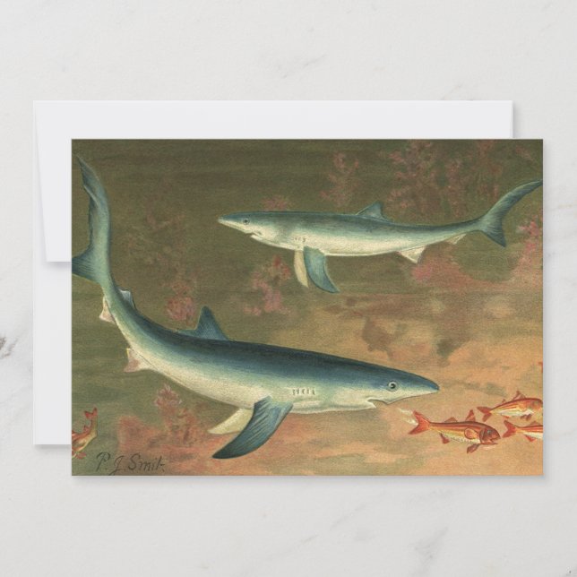 Vintage Blue Shark Eating Fish, Marine Life (Front)
