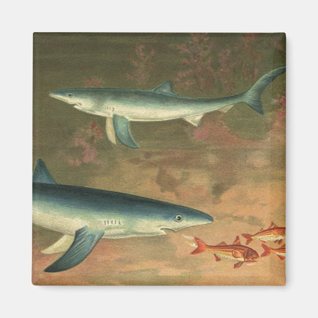 Vintage Blue Shark Eating Fish, Marine Life Magnet (Front)
