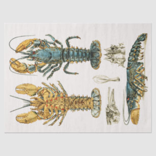 Vintage Blue Shell Lobster Watercolor Tissue Paper