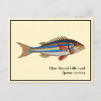 Vintage Blue Striped Gilt-head Fish Painting