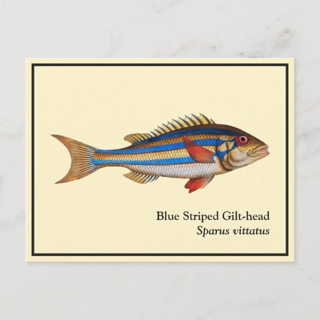 Vintage Blue Striped Gilt-head Fish Painting Postcard (Front)