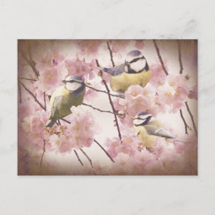 Vintage Blue Tits Postcard