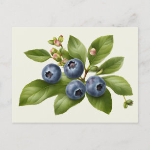 Vintage Blueberry Fruit Illustration  Postcard