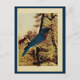 Vintage bluebird colour litho photo postcard