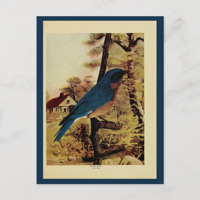 Vintage bluebird colour litho photo postcard (Front)