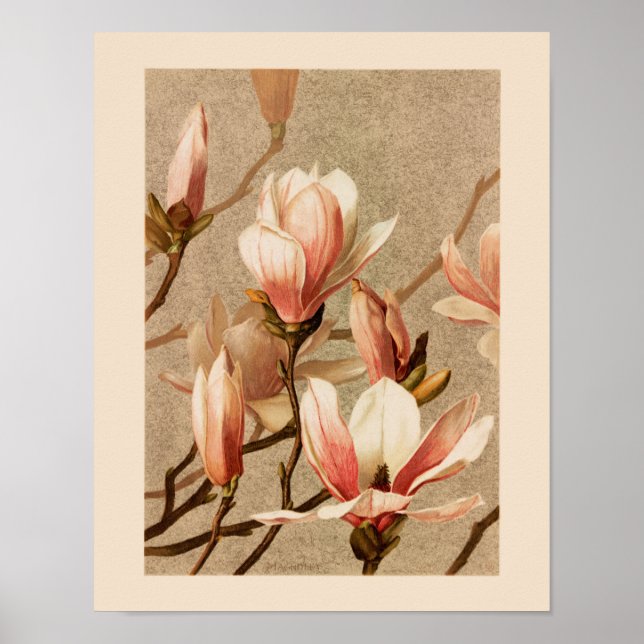 Vintage Blush Magnolias Poster (Front)