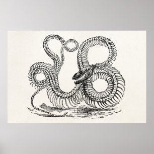 Vintage Boa Snake Skeleton Personalised Template Poster