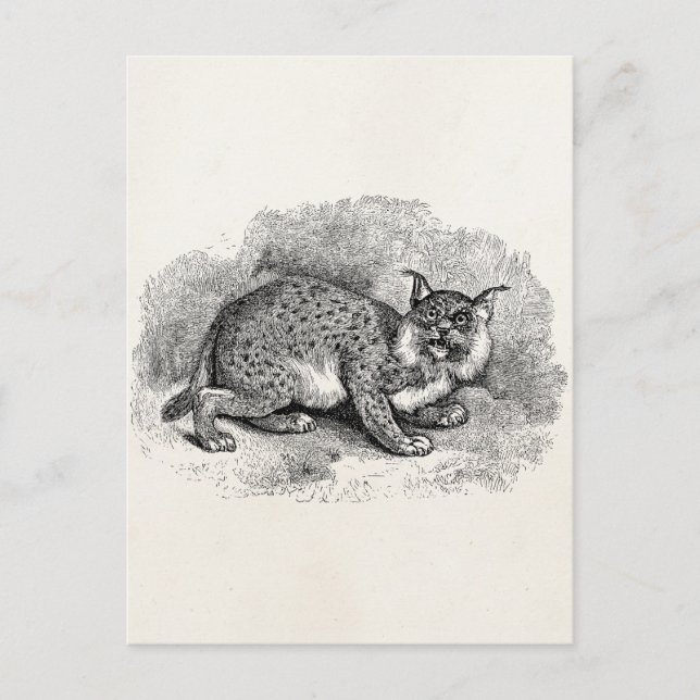 Vintage Bobcat 1800s Bob Cat Lynx Illustration Postcard (Front)