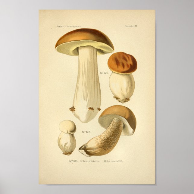 Vintage Boletus Brown Mushrooms Art Print French (Front)