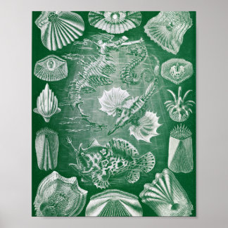 Vintage Bony Fishes Marine Zoology Illustration Poster