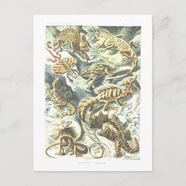 Vintage Book Illustration Lizards Postcard (Front)