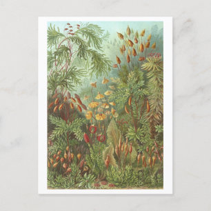 Vintage Book Illustration Mosses and Other Plants Postcard