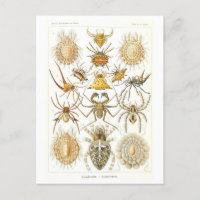 Vintage Book Illustration Spiders