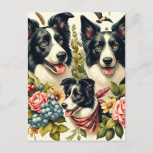 Vintage Border Collie Illustration Postcard