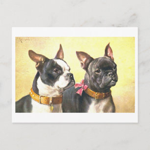 Vintage Boston Terriers Postcard