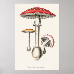 Vintage Botanica - Amanita Muscaria Illustration ( Poster
