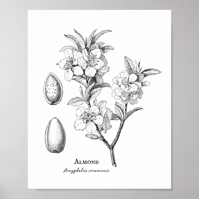 Vintage Botanical Almond Illustration Poster (Front)
