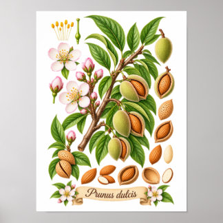 Vintage Botanical Almond Illustration Poster