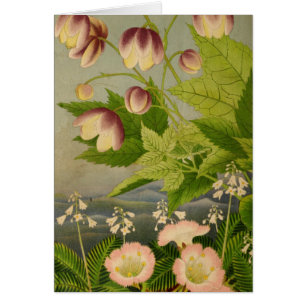 Vintage Botanical Anemone Book Illustration