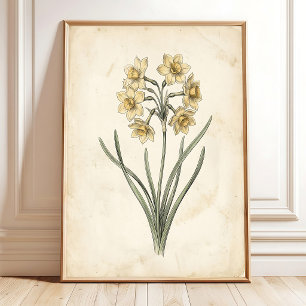 Vintage Botanical Antique Jonquil Canvas Art Poster