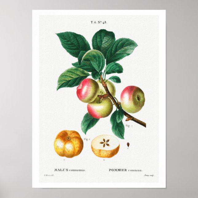 VINTAGE BOTANICAL APPLES REDOUTÉ POSTER (Front)