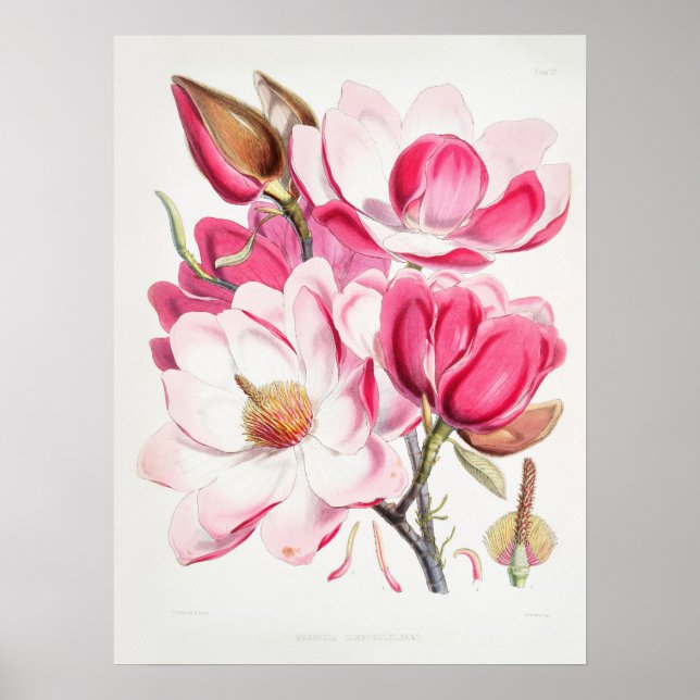 Vintage Botanical Art Campbells Magnolia Fitch Poster (Front)