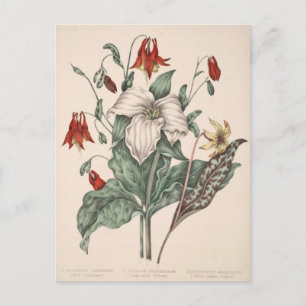 Vintage Botanical Art Postcard