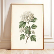 Vintage Botanical Art Print Gallery Wall Decor